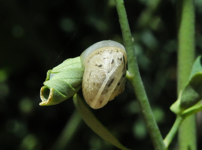 Gasteropode corso